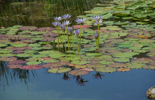 Quinta do Arade - casa 4 pétalas - Foto 25