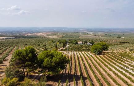 Cortijo Don Simón - Foto 44