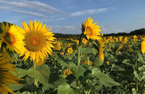 Pensionszimmer im Fliederhof - Foto 18