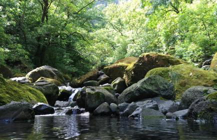 Ape Esquerdo - Foto 1