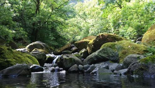 Ape Esquerdo - Foto 1