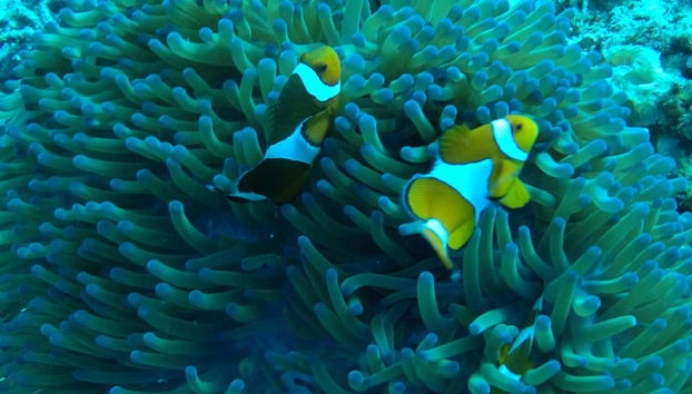 Gili Islands Snorkel Trip - Foto 4