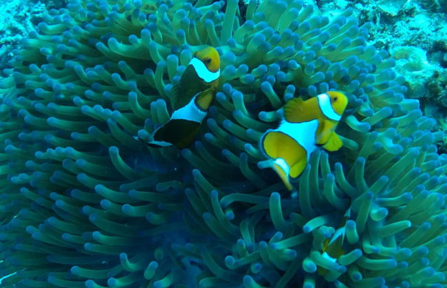 Snorkel en las islas Gili - Foto 4