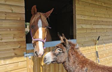 Glen Bay - 2 Bed Lodge on Friendly Farm Stay with Private Hot Tub - Foto 40