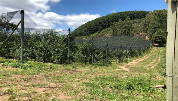 Visite sur le thème de la pomme dans São Joaquim - Photo 5