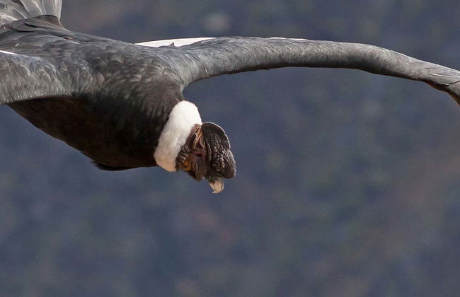 Excursão ao Parque Nacional Puracé + Avistamento do condor andino - Foto 7