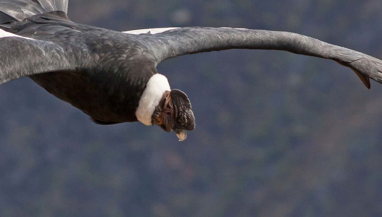 Excursión al Parque Nacional Puracé + Avistamiento del cóndor andino