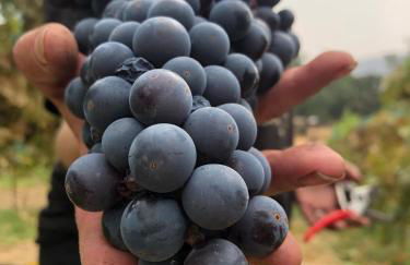 Delilah Ridge Winery Mid Mod Guesthouse - Foto 36