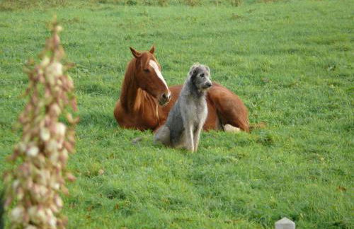 Gîte De L'Etot Fossey - Foto 20