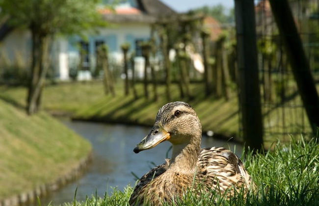 Villa in Domburg Near North Sea Beach - Foto 26