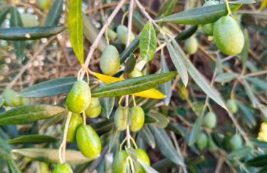 Wine House - Quinta Vale de Carvalho - Foto 44