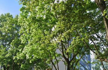 charmant T2 avec balcon - Foto 8