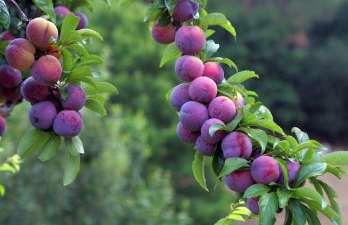 Quinta das Ameixas - Country & Nature - Foto 77