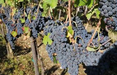 Agriturismo Torre Gialluise - Photo 32