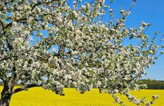 Ferienhaus in der historischen Altstadt von Angermünde - Foto 37