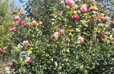 Casa da Costeira - Foto 48