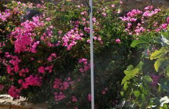 Hydra Erato - Foto 50