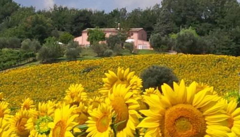 Villa Sant'Elena - Foto 4