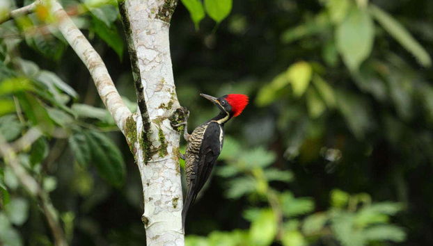 Faune de la Cascade Fortuna