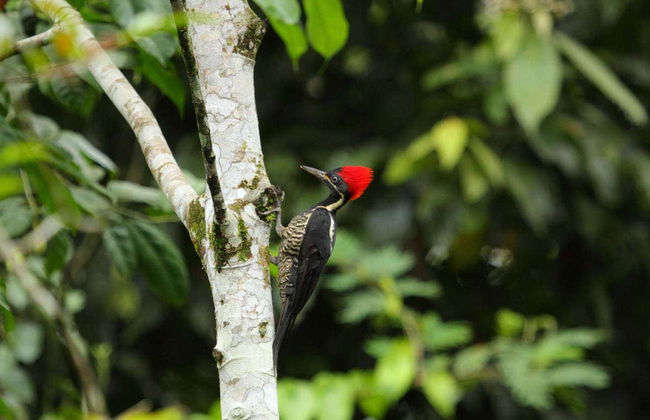 Excursão à Catarata Rio Fortuna - Foto 5