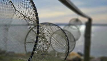 Fischerstern - Foto 3