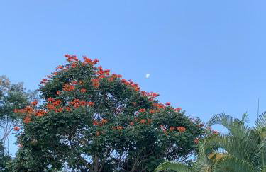 Sítio Espatódea - Foto 51