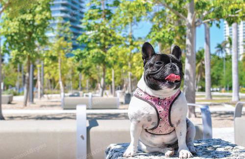 iCoconutGrove - Luxurious Vacation Rentals in Coconut Grove - Foto 65