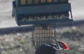 Greenwood Mansion-Country Living - Foto 43