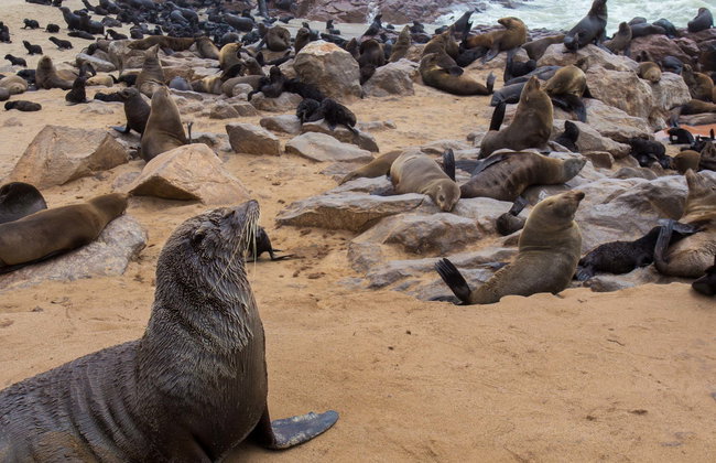 Excursión a la reserva de leones marinos de Cape Cross - Foto 1