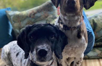 1br-balcony-petfriendly-garden-free Parking - Foto 48