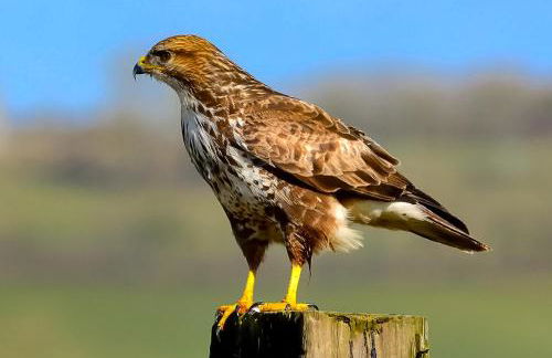 Ian's Cottage, Wedmore - country cottage for two - Foto 31