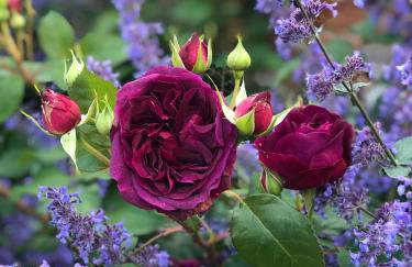 The Stables and Hayloft - Foto 28