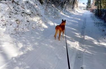 Eifel Urlaub mit Hunden Ferienhaus Schwalbennest Schalkenmehren - Foto 23
