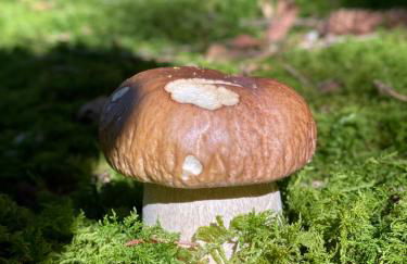 Chalet de charme pied des pistes - Photo 25