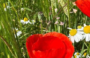 Ferienwohnung Haus am Wald - Foto 35