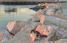 Villa Daria - soggiorno e servizio spiaggia - Foto 35