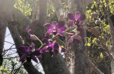 Casa Sonho Meu, Jardim, churrasqueira e Sossego a 5min do Mar - Foto 22