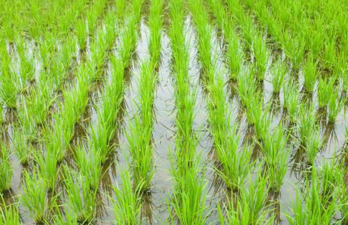 LA PAU DEL DELTA - Foto 46