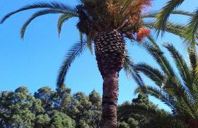 Monte frio de Tenerife - Foto 33