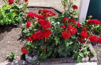 Haus Dannigkow - Foto 27