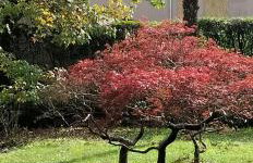 Casa Azalea - Foto 7