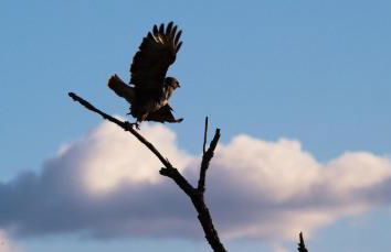 Gîte écologique proche Rocamadour & Gouffre de Padirac Vue vallée Dordogne - Foto 3