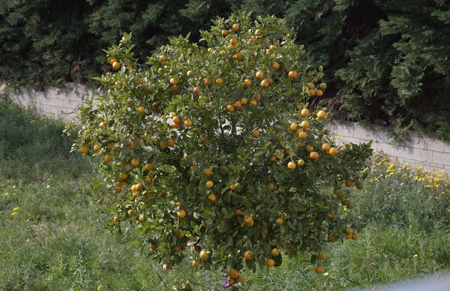 AVR DELUXE SUITES 4 AIRPORT FREE SHUTTLE - Foto 16