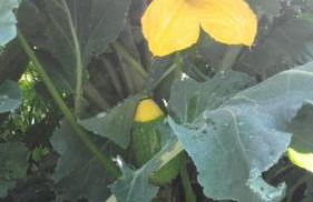 Cal Sadurní - Foto 50