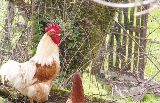 Gite de la Fontaine de Barry - Foto 7
