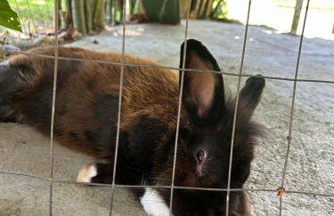 Cantinho da nona Nova Trento SC - Foto 20