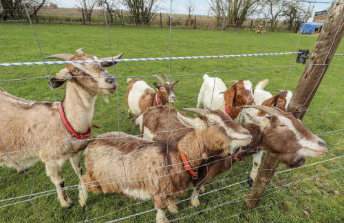 Mardi Gras - Foto 14