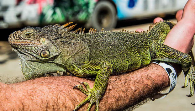 Interactuando con la iguana