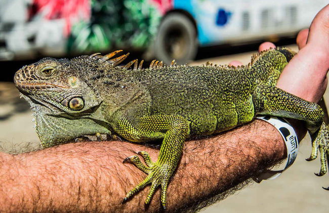 Tour di Roatán in quad - Foto 3