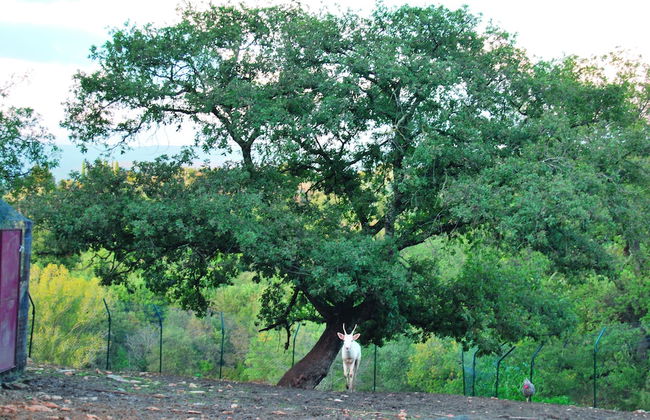 Il Daino Bianco Country Hotel - Foto 44